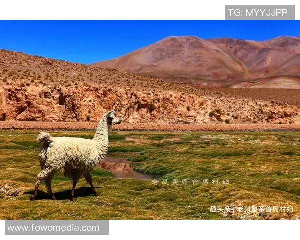 美国与玻利维亚友谊赛精彩回顾及赛后分析 美国与玻利维亚友谊赛精彩回顾及赛后分析