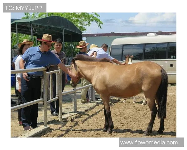 探索Palio的魅力与传统赛马文化的深厚底蕴与现代融合之旅